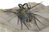 Spiny Dicranurus Trilobite - Atchana, Morocco #241200-5